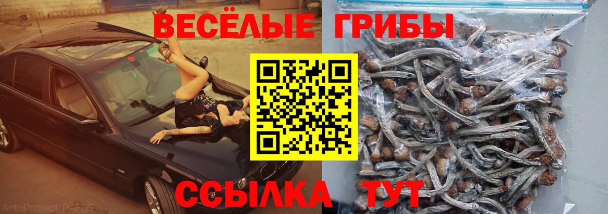 Галлюциногенные грибы Psilocybine cubensis Нальчик